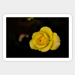 single yellow rose blossom on black background Sticker